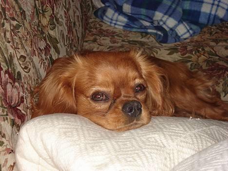 Cavalier king charles spaniel Silvas billede 1