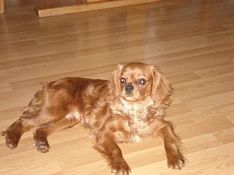 Cavalier king charles spaniel Silvas billede 2
