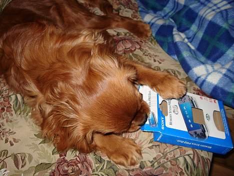 Cavalier king charles spaniel Silvas billede 3