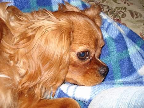 Cavalier king charles spaniel Silvas billede 4