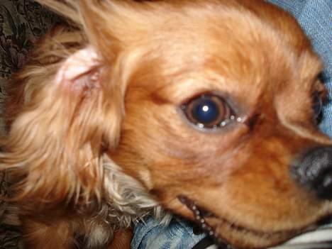 Cavalier king charles spaniel Silvas billede 5