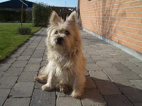 Cairn terrier Emsig - Sidder lige og nyder det dejlige vejr. billede 7