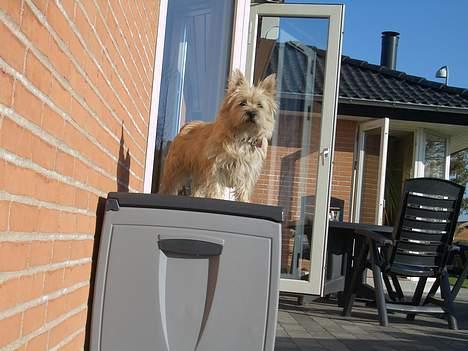 Cairn terrier Emsig - Holder Øje med sin have :D billede 8