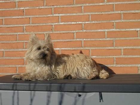Cairn terrier Emsig - Emsig ligger lige og tager lidt sol. billede 9