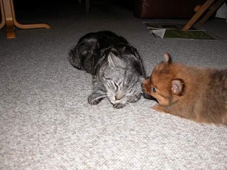 Pomeranian Shiro billede 5