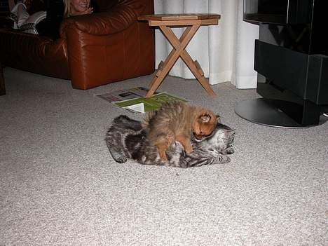 Pomeranian Shiro - I´ll bang you! :P billede 6