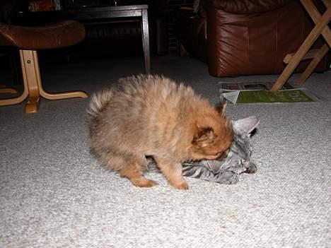 Pomeranian Shiro billede 7