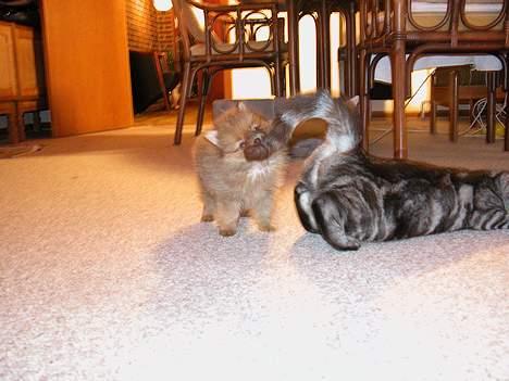 Pomeranian Shiro billede 8