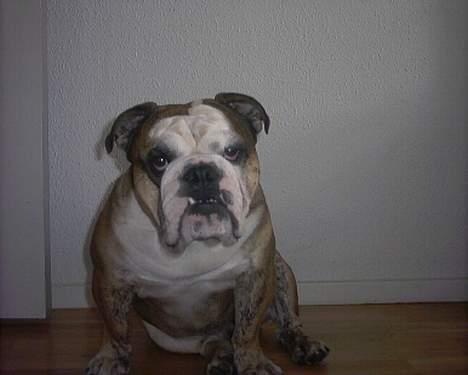 Engelsk bulldog Mojo  * R.I.P. * :´(  billede 1