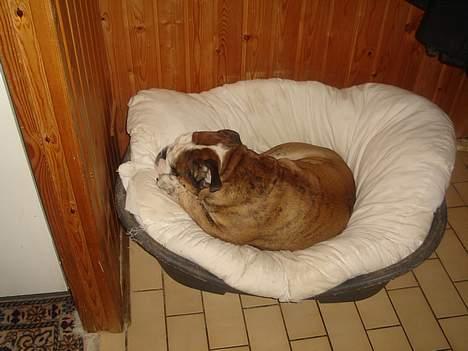 Engelsk bulldog Mojo  * R.I.P. * :´(  - ZZZZzzzzzzzZZZZZzzZZzzzz billede 2
