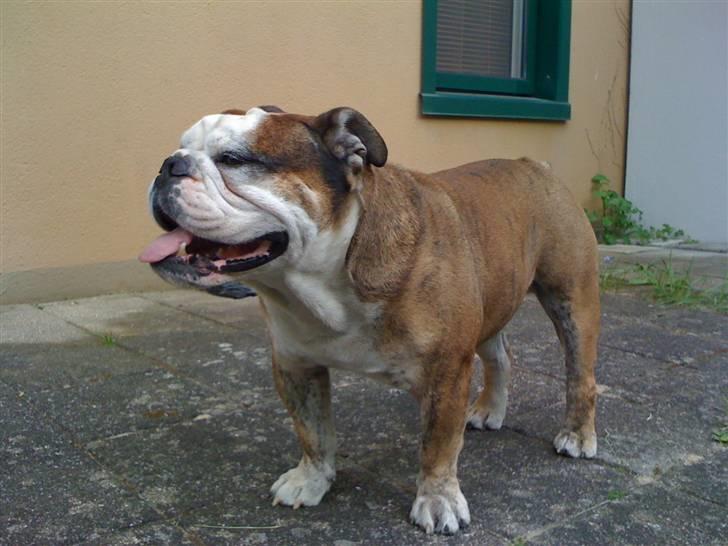 Engelsk bulldog Mojo  * R.I.P. * :´(  billede 4