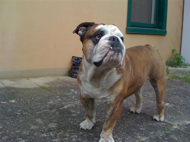 Engelsk bulldog Mojo  * R.I.P. * :´(  billede 5