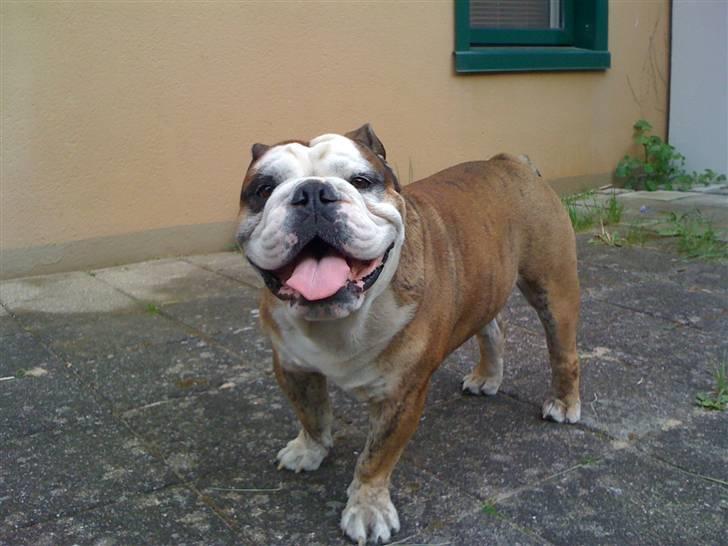 Engelsk bulldog Mojo  * R.I.P. * :´(  billede 6