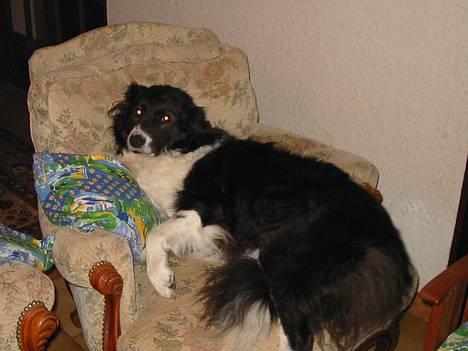 Border collie Basse - min yndlingsplads en "dejlig" stol  billede 1