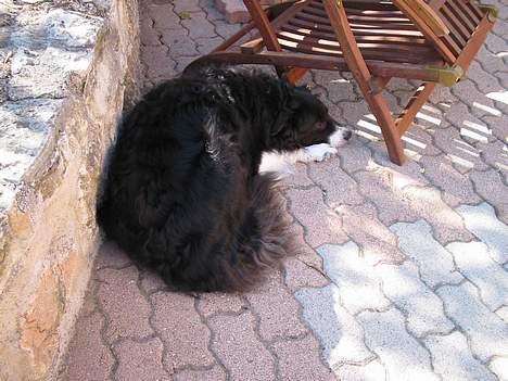 Border collie Basse - jeg ta´r mig lige en lur i skyggen billede 2