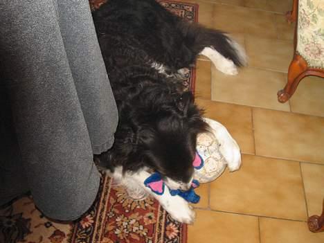 Border collie Basse - så er det" puttetid" med min elefant billede 3