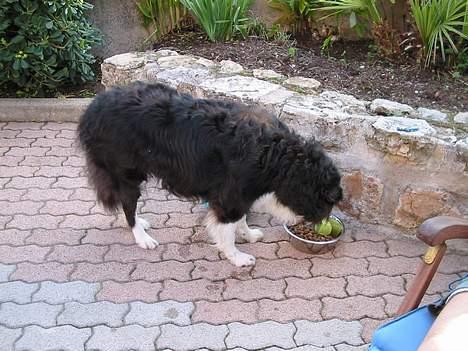 Border collie Basse - jeg bliver nødt til at passe på mine bolde mens jeg spiser billede 4