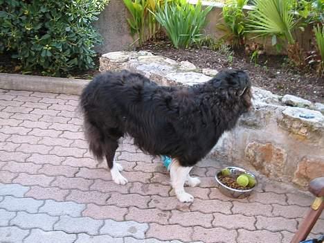 Border collie Basse - kommer der mon nogen? billede 5