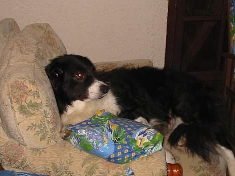 Border collie Basse - er jeg ikke dejlig?? billede 7