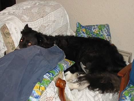 Border collie Basse - i kan da ikke se mig vel?? billede 8