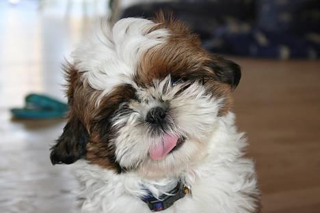 Shih tzu Kalle billede 1