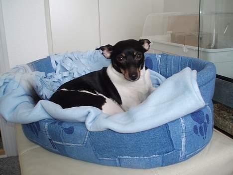 Dansk svensk gaardhund Trunde  billede 8