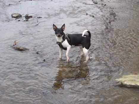 Dansk svensk gaardhund Trunde  billede 9
