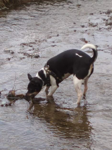 Dansk svensk gaardhund Trunde  billede 10
