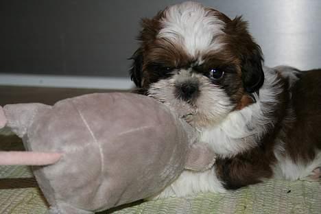 Shih tzu Kalle billede 2