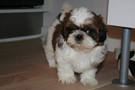 Shih tzu Kalle billede 3