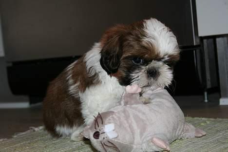 Shih tzu Kalle - Her er min yndlings rotte.. billede 4