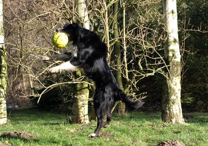 Border collie Freddy - Freddy i flyvende stil med bolden i munden...... billede 4