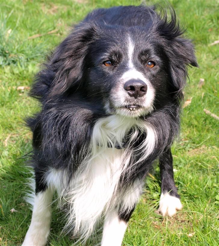 Border collie Freddy - Min elskede smukke Freddy..............de øjne kan man kun elske billede 5