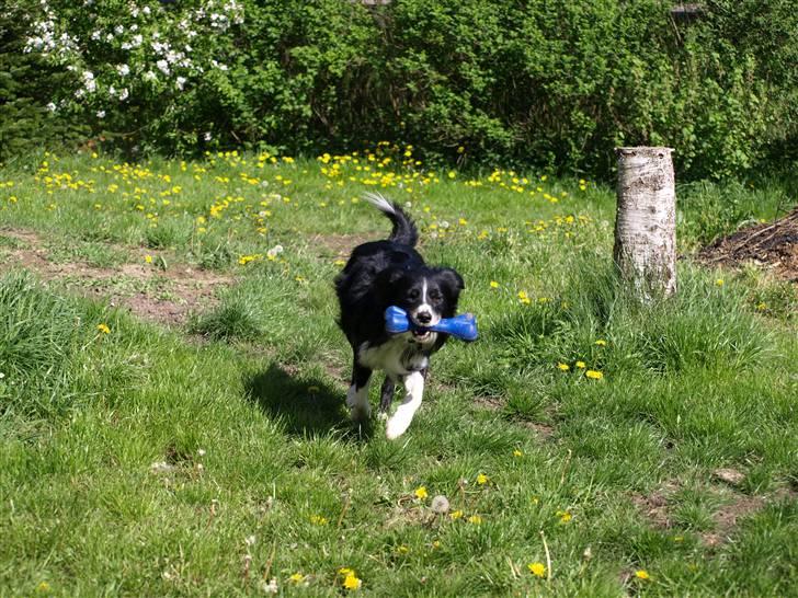 Border collie Freddy - Freddy i sit es..............at få lov til at løbe efter sit kastede legetøj...........det er lykken billede 6