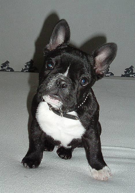 Fransk bulldog Alfredo billede 8