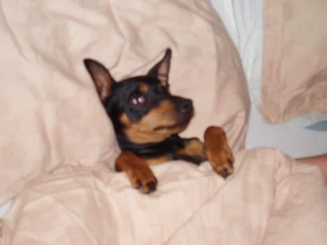 Dvaergpinscher Felix - Go´ nat :-) billede 15