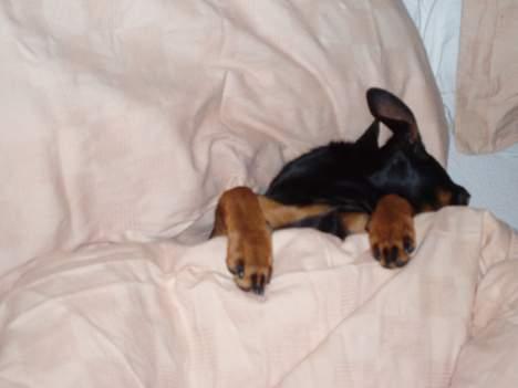 Dvaergpinscher Felix - Uha, her er meget lys billede 16