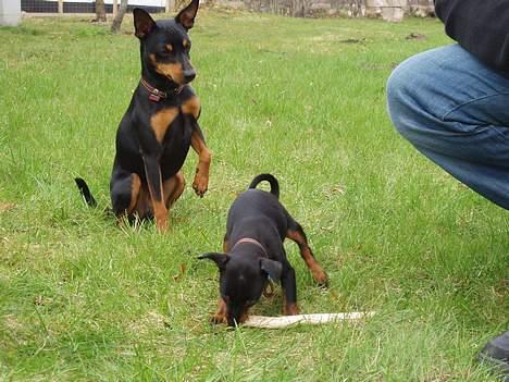 Dvaergpinscher Felix - Her er min nye kammerat :-) billede 17