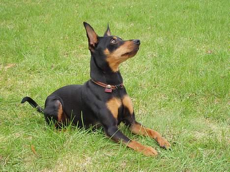 Dvaergpinscher Felix - Hvor længe skal jeg ligge her, mor? billede 18