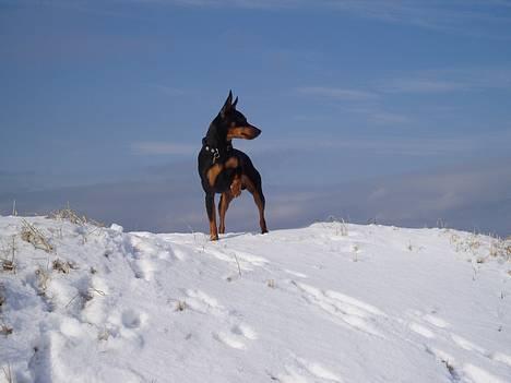 Dvaergpinscher Felix billede 19