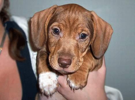 Blanding af racer Milo *død* - Her er han så... billede 1