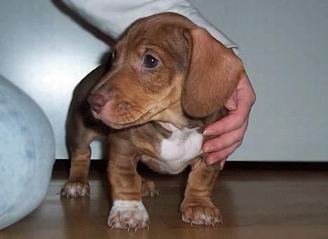 Blanding af racer Milo *død* - små tykke ben :o) billede 2