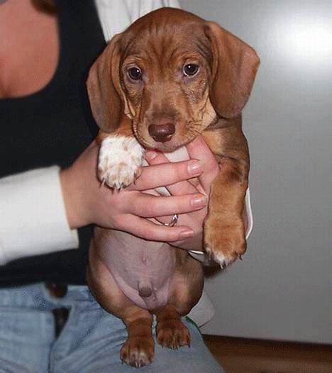 Blanding af racer Milo *død* - Ér jeg ikke sød? billede 3