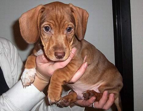 Blanding af racer Milo *død* - Se mig. billede 4