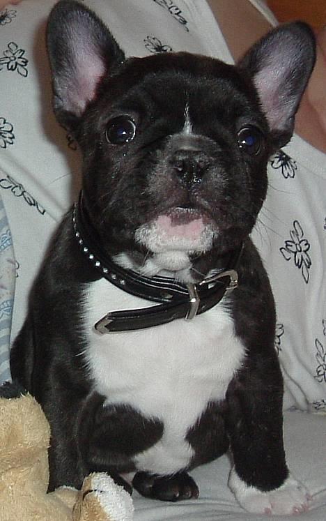 Fransk bulldog Alfredo billede 9
