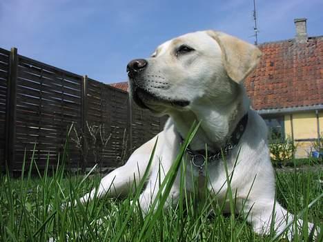 Labrador retriever Sandra ( Juni´s Laura) - 10 1/2 måned billede 15