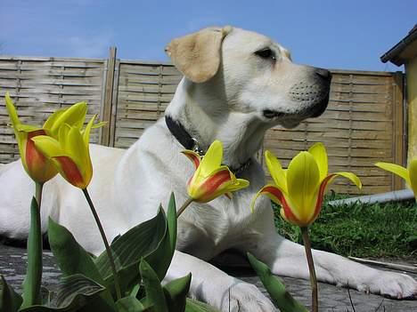 Labrador retriever Sandra ( Juni´s Laura) - 10 1/2 måned billede 16
