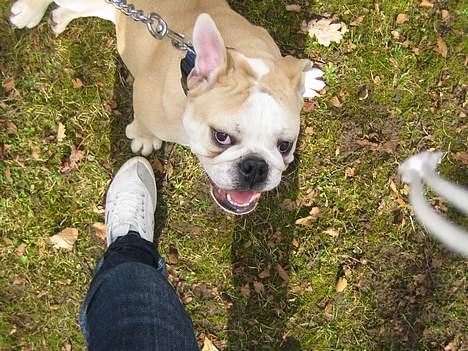 Engelsk bulldog master billede 6