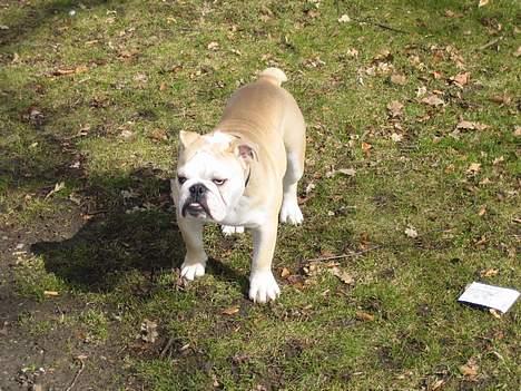 Engelsk bulldog master billede 7