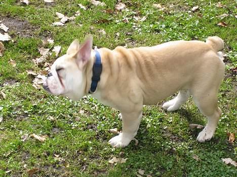 Engelsk bulldog master billede 8